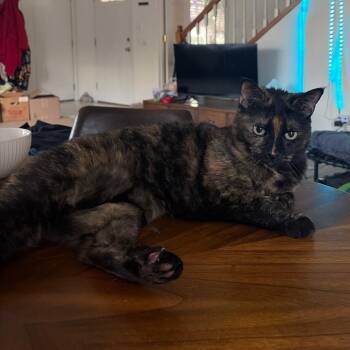 Domestic Short Hair Cats Available for Adoption in Columbia, Missouri - Lyla | PetCurious