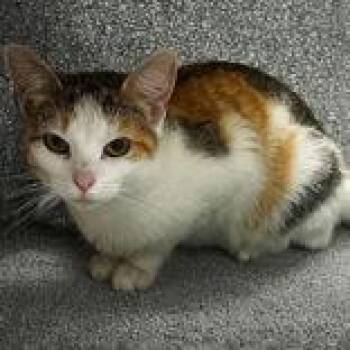 Beulah -  Domestic Short Hair Cat for Adoption in Portsmouth, Ohio - Beulah | PetCurious