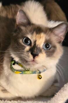 Dilute Calico and Domestic Long Hair Cats Available for Adoption in Gladstone, Oregon - Princess | PetCurious