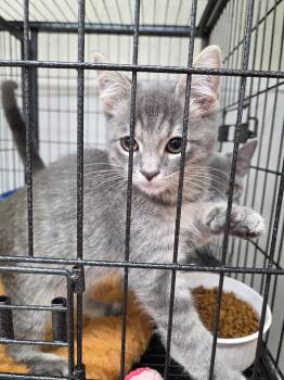 Turbo -  Domestic Short Hair Cat for Adoption in Breese, Illinois - Turbo | PetCurious