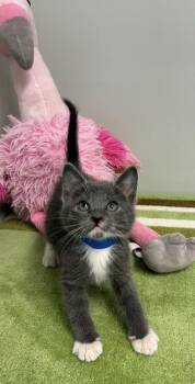 Domestic Short Hair Cats Available for Adoption in Picayune, Mississippi - Egg | PetCurious