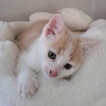 Wilbur -  Domestic Short Hair Cat for Adoption in Granville, Ohio - Wilbur | PetCurious