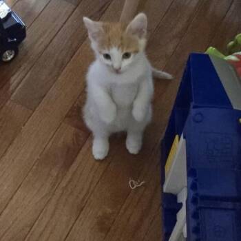 Coconut -  Domestic Short Hair Cat for Adoption in Fishers, Indiana - Coconut | PetCurious