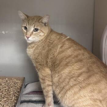 Domestic Short Hair Cats Available for Adoption - Chicito | PetCurious