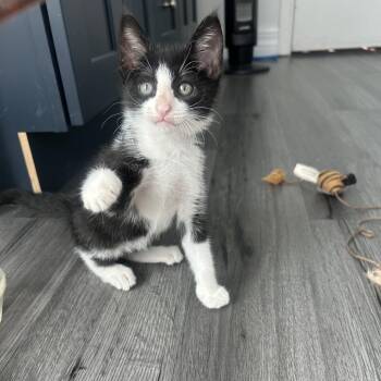 Minki -  Domestic Short Hair Cat for Adoption in Jupiter, Florida - Minki | PetCurious