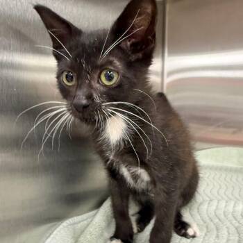 Zephyr -  Domestic Short Hair Cat for Adoption in Jupiter, Florida - Zephyr | PetCurious
