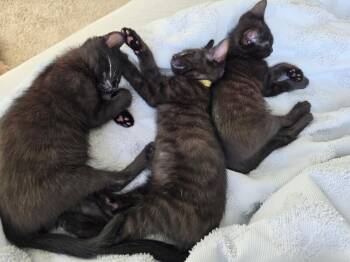 Poppy - Vintage Litter -  Bombay Cat for Adoption in Anthem, Arizona - Poppy - Vintage Litter | PetCurious