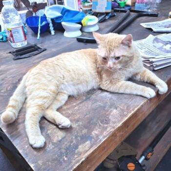 Tabby Cats Available for Adoption - Rocky | PetCurious