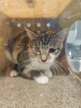Working Cat: Anastasia -  Domestic Short Hair Cat for Adoption in Bloomington, Indiana - Working Cat: Anastasia | PetCurious