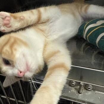 Yasmine -  Domestic Short Hair Cat for Adoption in Hagerstown, Maryland - Yasmine | PetCurious