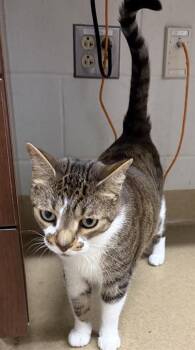 Domestic Short Hair Cats Available for Adoption in Derwood, Maryland - OSCAR | PetCurious