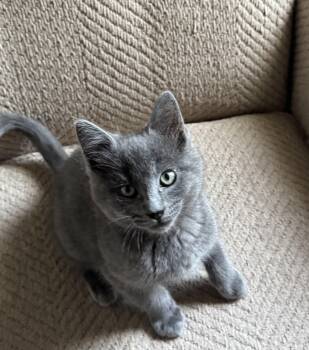 Brett -  Domestic Short Hair and Tabby Cat for Adoption in Greensboro, North Carolina - Brett | PetCurious