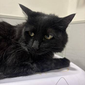 Lynx -  Domestic Long Hair Cat for Adoption in Tampa, Florida - Lynx | PetCurious