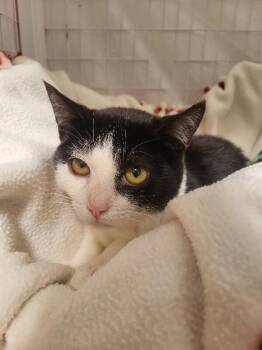 Domestic Short Hair Cats Available for Adoption - Teddy | PetCurious