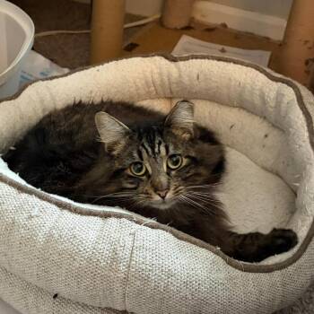 Leo -  Domestic Long Hair Cat for Adoption in Vallejo, California - Leo | PetCurious