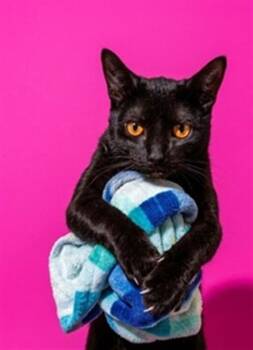 GEMINI -  Domestic Short Hair Cat for Adoption in Jacksonville, Florida - GEMINI | PetCurious