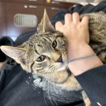 Domestic Short Hair Cats Available for Adoption - Jalapeno | PetCurious