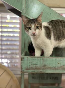 Rescue Domestic Short Hair Cats for Adoption in Laguna Beach, California - Hog | PetCurious