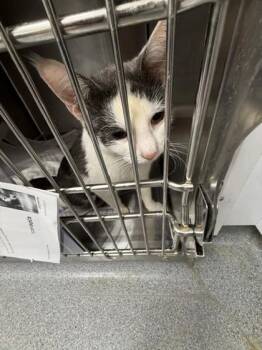 Domestic Short Hair Cats Available for Adoption in Atlanta, Georgia - Dharma | PetCurious
