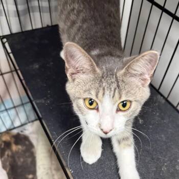 Misty Mae -  Domestic Short Hair Cat for Adoption in Normal, Illinois - Misty Mae | PetCurious