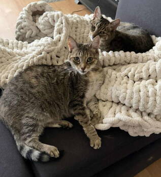 Rescue Tabby and Domestic Short Hair Cats for Adoption in Hillsboro, Oregon - ROSE & LEFTY #1777-Offered By Owner-Bonded Seniors | PetCurious