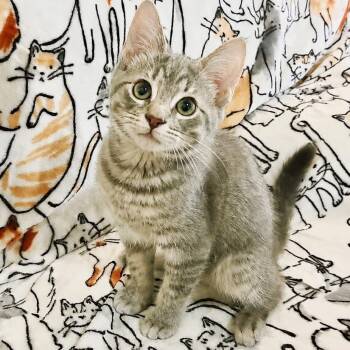 Legit -  Domestic Short Hair Cat for Adoption in Mt. Juliet, Tennessee - Legit | PetCurious