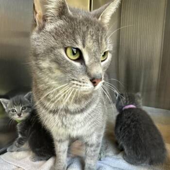 Domestic Short Hair Cats Available for Adoption in Greensboro, North Carolina - PITTER PATTER | PetCurious