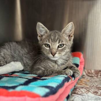 Woody -  Domestic Short Hair Cat for Adoption in Nashville, Indiana - Woody | PetCurious