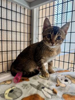 Lizzy -  Domestic Short Hair Cat for Adoption in Ripon, California - Lizzy | PetCurious