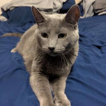Russian Blue Cats Available for Adoption in Rochester, Minnesota - Mama-FOUND | PetCurious
