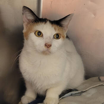 Rescue Domestic Short Hair Cats for Adoption in Gloucester, Virginia - Moulin Rogue | PetCurious