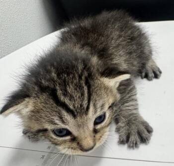 Domestic Short Hair Cats Available for Adoption in West Chester, Pennsylvania - Teddy Bear FKA Wild Bear | PetCurious