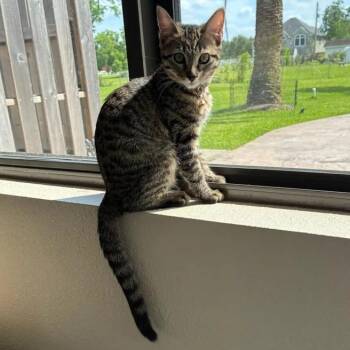 Olivia Von Whiskers -  Tabby and Domestic Short Hair Cat for Adoption in Friendswood, Texas - Olivia Von Whiskers | PetCurious