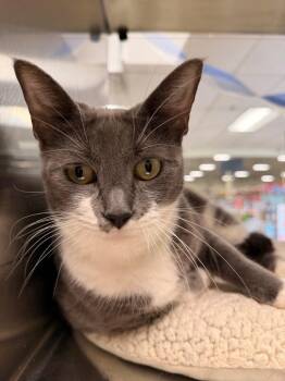 Dez -  Domestic Short Hair Cat for Adoption in Corpus Christi, Texas - Dez | PetCurious