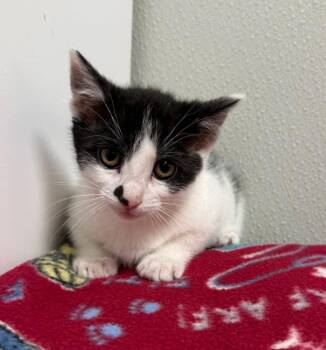 Adam Sandler -  Domestic Short Hair Cat for Adoption in Hornell, New York - Adam Sandler | PetCurious