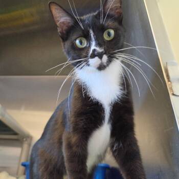 Electra -  Domestic Short Hair Cat for Adoption in Rock Falls, Illinois - Electra | PetCurious