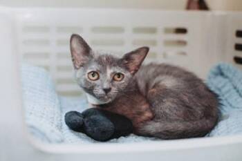 93870A Sunny- Petco West Ashley -  Domestic Short Hair Cat for Adoption in North Charleston, South Carolina - 93870A Sunny- Petco West Ashley | PetCurious