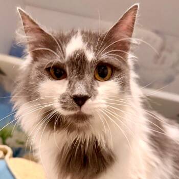 Domestic Long Hair Cats Available for Adoption in Green Bay, Wisconsin - Gucci | PetCurious
