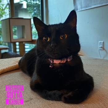 Swivel -  Domestic Short Hair Cat for Adoption in Vancouver, British Columbia - Swivel | PetCurious
