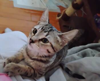 Tiggy -  Domestic Short Hair Cat for Adoption in Woodland, California - Tiggy | PetCurious
