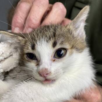 Shrimp -  Domestic Short Hair Cat for Adoption in Houston, Texas - Shrimp | PetCurious
