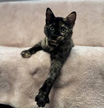 Cafe Con Leche: Tiramisu -  Bombay and Domestic Short Hair Cat for Adoption in Palo Alto, California - Cafe Con Leche: Tiramisu | PetCurious