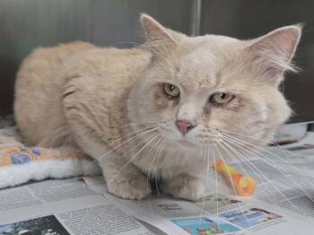 Bagel -  Domestic Medium Hair Cat Available for Adoption in Hillsdale, Indiana - Bagel | PetCurious