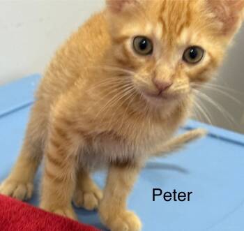Rescue Domestic Short Hair Cats for Adoption in Saint Francisville, Louisiana - Peter | PetCurious