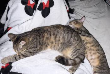 Chowdah -  American Shorthair Cat for Adoption in Maitland, Florida - Chowdah | PetCurious