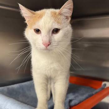 Domestic Short Hair Cats Available for Adoption in Salt Lake City, Utah - Morpheus | PetCurious