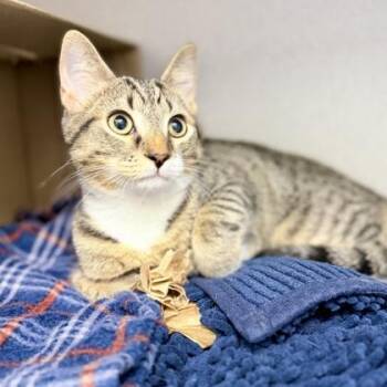 Fritz -  Domestic Short Hair Cat for Adoption in Atlanta, Georgia - Fritz | PetCurious