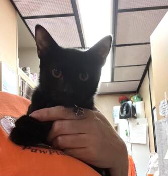 Jolene -  Domestic Short Hair Cat for Adoption in Scottsdale, Arizona - Jolene | PetCurious