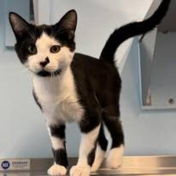 Lucifer -  Domestic Short Hair Cat Available for Adoption in Lincoln, Michigan - Lucifer | PetCurious
