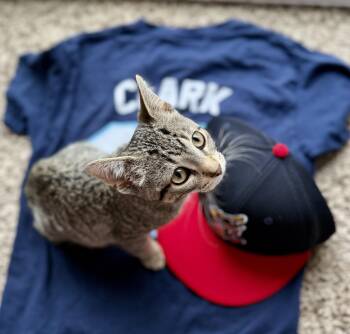 Max Clark -  Domestic Short Hair Cat for Adoption in Hudsonville, Michigan - Max Clark | PetCurious